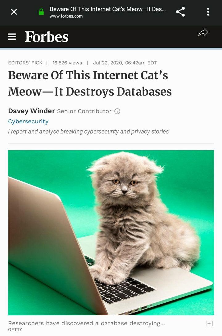 ../_images/beritameow.jpg